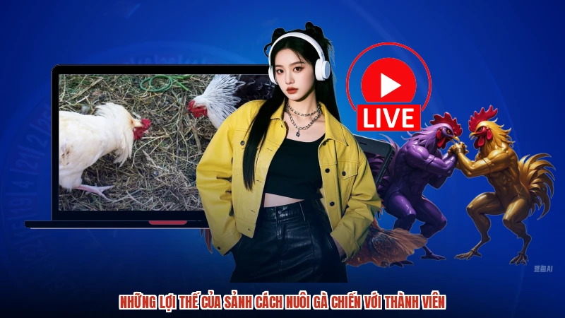 Những lợi thế của sảnh cách nuôi gà chiến với thành viên