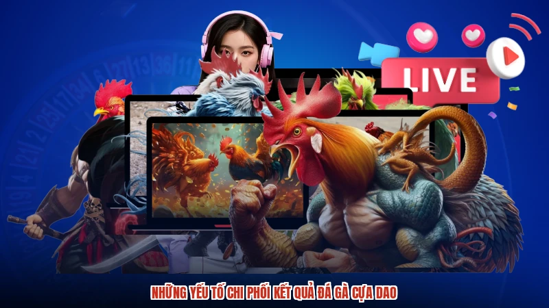 Những yếu tố chi phối kết quả đá gà cựa dao