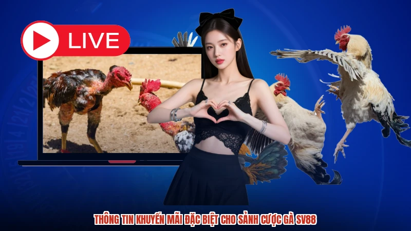 Thông tin khuyến mãi đặc biệt cho sảnh cược gà SV88