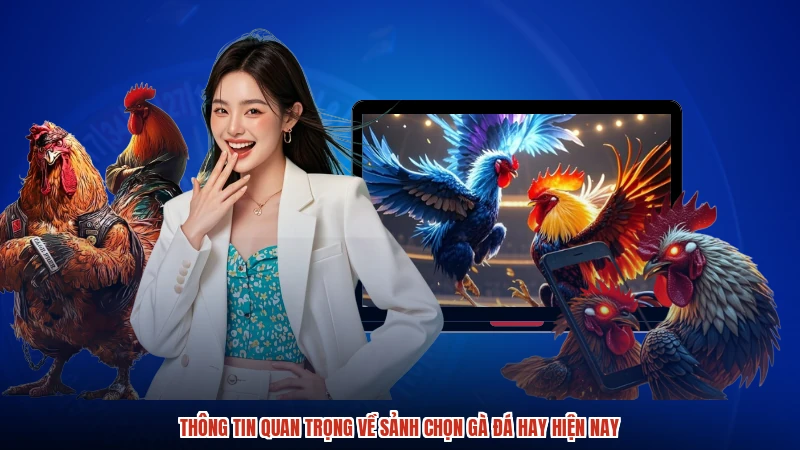 Thông tin quan trọng về sảnh chọn gà đá hay hiện nay