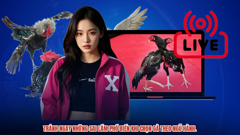 Tránh ngay những sai lầm phổ biến khi chọn gà theo ngũ hành.
